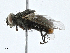  ( - BIOUG99543-B11)  @11 [ ] CreativeCommons - Attribution (2023) CBG Photography Group Centre for Biodiversity Genomics