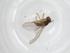  (Phytoliriomyza sp - CBG-A16375-A10)  @11 [ ] CreativeCommons - Attribution Share - Alike (2023) Centre for Biodiversity Genomics Centre for Biodiversity Genomics