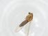  (Pseudosmittia sp. 3XL - CBG-A19327-G01)  @11 [ ] CreativeCommons - Attribution Share - Alike (2023) Centre for Biodiversity Genomics Centre for Biodiversity Genomics