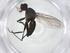  (Decachaetophora - CBG-A20754-F06)  @11 [ ] CreativeCommons - Attribution Share - Alike (2023) Centre for Biodiversity Genomics Centre for Biodiversity Genomics