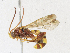  (Metopius rufus - CBG-A21616-B12)  @11 [ ] CreativeCommons - Attribution Share-Alike (2023) CBG Photography Group Centre for Biodiversity Genomics