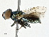  ( - BIOUG99557-B01)  @11 [ ] CreativeCommons - Attribution (2023) CBG Photography Group Centre for Biodiversity Genomics