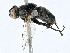  ( - BIOUG99557-B08)  @11 [ ] CreativeCommons - Attribution (2023) CBG Photography Group Centre for Biodiversity Genomics