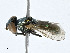  ( - BIOUG99557-B11)  @11 [ ] CreativeCommons - Attribution (2023) CBG Photography Group Centre for Biodiversity Genomics