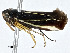  ( - BIOUG99559-E06)  @11 [ ] CreativeCommons - Attribution (2023) CBG Photography Group Centre for Biodiversity Genomics