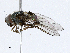  ( - CBG-A01196-D05)  @11 [ ] CreativeCommons - Attribution (2023) CBG Photography Group Centre for Biodiversity Genomics