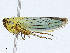  ( - CBG-A02873-F08)  @11 [ ] CreativeCommons - Attribution (2023) CBG Photography Group Centre for Biodiversity Genomics