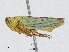  ( - CBG-A02876-B06)  @11 [ ] CreativeCommons - Attribution (2023) CBG Photography Group Centre for Biodiversity Genomics