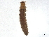  ( - CBG-A04514-B03)  @11 [ ] CreativeCommons - Attribution (2023) CBG Photography Group Centre for Biodiversity Genomics