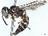  (Philanthus basalis - BIOUG66559-E02)  @11 [ ] CreativeCommons - Attribution (2022) CBG Photography Group Centre for Biodiversity Genomics