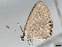  ( - BIOUG66555-A05)  @11 [ ] CreativeCommons - Attribution (2022) CBG Photography Group Centre for Biodiversity Genomics