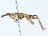  ( - BIOUG89926-F11)  @11 [ ] CreativeCommons - Attribution (2022) CBG Photography Group Centre for Biodiversity Genomics