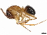  (Camponotus pilicornis - CBG-A01195-H05)  @11 [ ] CreativeCommons - Attribution (2023) CBG Photography Group Centre for Biodiversity Genomics
