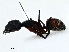  ( - CBG-A02871-C04)  @11 [ ] CreativeCommons - Attribution (2023) CBG Photography Group Centre for Biodiversity Genomics