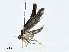 ( - CBG-A02871-D12)  @11 [ ] CreativeCommons - Attribution (2023) CBG Photography Group Centre for Biodiversity Genomics