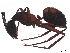  ( - CBG-A04515-F07)  @11 [ ] CreativeCommons - Attribution (2023) CBG Photography Group Centre for Biodiversity Genomics