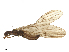  ( - CBG-B11029-G11)  @11 [ ] CreativeCommons - Attribution Share - Alike (2025) CBG Photography Group Centre for Biodiversity Genomics