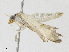  (Cnaphalocrocis patnalis - BIOUG95289-B10)  @11 [ ] CreativeCommons - Attribution Share - Alike (2023) CBG Photography Group Centre for Biodiversity Genomics