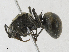  (Polyrhachis illaudata - BIOUG95289-C12)  @11 [ ] CreativeCommons - Attribution Share - Alike (2023) CBG Photography Group Centre for Biodiversity Genomics