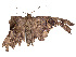  ( - CBG-A08800-H10)  @11 [ ] CreativeCommons - Attribution Share - Alike (2023) CBG Photography Group Centre for Biodiversity Genomics