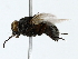  ( - BIOUG85273-A12)  @11 [ ] CreativeCommons - Attribution (2022) CBG Photography Group Centre for Biodiversity Genomics