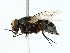  ( - BIOUG85273-B03)  @11 [ ] CreativeCommons - Attribution (2022) CBG Photography Group Centre for Biodiversity Genomics