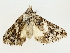  ( - BIOUG85274-D01)  @11 [ ] CreativeCommons - Attribution (2022) CBG Photography Group Centre for Biodiversity Genomics