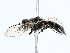  ( - BIOUG85274-F04)  @11 [ ] CreativeCommons - Attribution (2022) CBG Photography Group Centre for Biodiversity Genomics