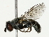 ( - BIOUG85274-G01)  @11 [ ] CreativeCommons - Attribution (2022) CBG Photography Group Centre for Biodiversity Genomics