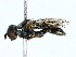  ( - BIOUG85274-G05)  @11 [ ] CreativeCommons - Attribution (2022) CBG Photography Group Centre for Biodiversity Genomics