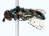  ( - BIOUG85275-C05)  @11 [ ] CreativeCommons - Attribution (2022) CBG Photography Group Centre for Biodiversity Genomics
