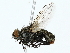  ( - BIOUG85277-D08)  @11 [ ] CreativeCommons - Attribution (2022) CBG Photography Group Centre for Biodiversity Genomics