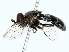  ( - BIOUG85278-F09)  @11 [ ] CreativeCommons - Attribution (2022) CBG Photography Group Centre for Biodiversity Genomics
