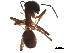  ( - BIOUG43615-D11)  @11 [ ] CreativeCommons - Attribution (2019) CBG Photography Group Centre for Biodiversity Genomics