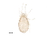  (Cryptognathidae - BIOUG28173-E05)  @14 [ ] CreativeCommons - Attribution (2016) CBG Photography Group Centre for Biodiversity Genomics