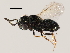  (Hadronotus chelinideae - BIOUG13725-B01)  @14 [ ] CreativeCommons - Attribution (2014) CBG Photography Group Centre for Biodiversity Genomics
