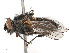  ( - CBG-B03940-B02)  @11 [ ] CreativeCommons - Attribution Share - Alike (2025) CBG Photography Group Centre for Biodiversity Genomics