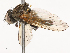  ( - CBG-B03944-D06)  @11 [ ] CreativeCommons - Attribution Share - Alike (2025) CBG Photography Group Centre for Biodiversity Genomics
