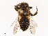  ( - CBG-B04127-H11)  @11 [ ] CreativeCommons - Attribution Share - Alike (2025) CBG Photography Group Centre for Biodiversity Genomics