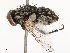  (Musca formosana - CBG-B04144-D06)  @11 [ ] CreativeCommons - Attribution Share - Alike (2025) CBG Photography Group Centre for Biodiversity Genomics