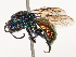  ( - CBG-B21227-G06)  @11 [ ] CreativeCommons - Attribution Share - Alike (2025) CBG Photography Group Centre for Biodiversity Genomics