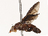  ( - CBG-B21227-H08)  @11 [ ] CreativeCommons - Attribution Share - Alike (2025) CBG Photography Group Centre for Biodiversity Genomics