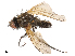  ( - CBG-B21234-G01)  @11 [ ] CreativeCommons - Attribution Share - Alike (2025) CBG Photography Group Centre for Biodiversity Genomics