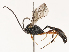  ( - CBG-B21241-B07)  @11 [ ] CreativeCommons - Attribution Share - Alike (2025) CBG Photography Group Centre for Biodiversity Genomics