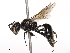  ( - CBG-B21312-A03)  @11 [ ] CreativeCommons - Attribution Share - Alike (2025) CBG Photography Group Centre for Biodiversity Genomics
