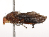  ( - CBG-B21312-A05)  @11 [ ] CreativeCommons - Attribution Share - Alike (2025) CBG Photography Group Centre for Biodiversity Genomics