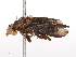 (Pelidnoptera nigripennis - CBG-B21312-A10)  @11 [ ] CreativeCommons - Attribution Share - Alike (2025) CBG Photography Group Centre for Biodiversity Genomics