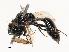  ( - CBG-B23315-C05)  @11 [ ] CreativeCommons - Attribution Share - Alike (2025) CBG Photography Group Centre for Biodiversity Genomics