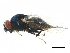  (Lonchaea hackmani - BIOUG11682-H06)  @13 [ ] CreativeCommons - Attribution (2015) CBG Photography Group Centre for Biodiversity Genomics