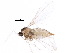  (Rhopalomyia florum - BIOUG12225-H05)  @13 [ ] CreativeCommons - Attribution (2015) CBG Photography Group Centre for Biodiversity Genomics